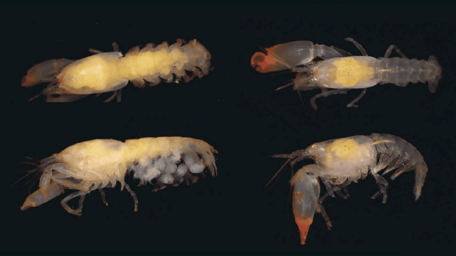 Un nuevo camarón para la ciencia lleva el nombre de doña Idelisa Bonnelly Un nuevo camarón para la ciencia lleva el nombre de doña Idelisa Bonnelly