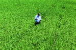 Poder Ejecutivo elimina protección al arroz tras planteamiento de Estados Unidos Poder Ejecutivo elimina protección al arroz tras planteamiento de Estados Unidos