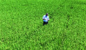 Poder Ejecutivo elimina protección al arroz ante exigencia de Estados Unidos