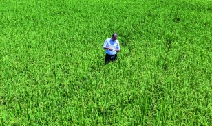 Poder Ejecutivo elimina protecci&oacute;n al arroz tras planteamiento de Estados Unidos