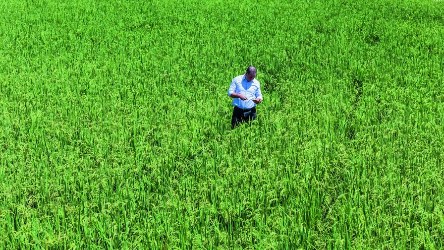 Poder Ejecutivo elimina protección al arroz ante exigencia de Estados Unidos Poder Ejecutivo elimina protección al arroz ante exigencia de Estados Unidos