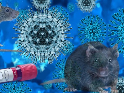 Virus Andes: síntomas, transmisión y riesgos del hantavirus