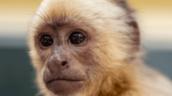 Autoridades trasladan al Zool&oacute;gico al narcomono incautado en las costas de Ban&iacute;