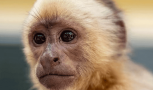 Autoridades trasladan al Zool&oacute;gico al narcomono incautado en las costas de Ban&iacute;