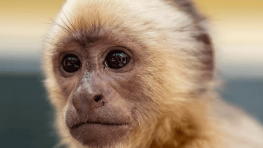 Autoridades trasladan al Zoológico al narcomono incautado en las costas de Baní Autoridades trasladan al Zoológico al narcomono incautado en las costas de Baní