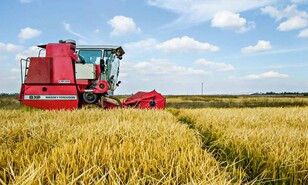 El arroz estadounidense compite con respaldo del presupuesto