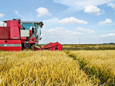 Arroz estadounidense compite con respaldo del presupuesto
