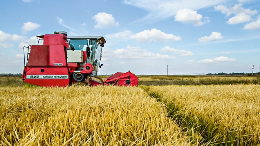 El arroz estadounidense compite con respaldo del presupuesto