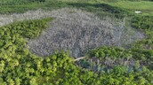 Manglar afectado en Saman&aacute; comienza a recuperarse de forma natural