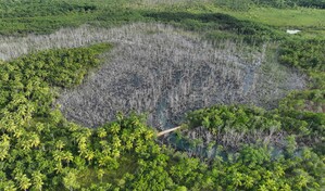 Manglar afectado en Saman&aacute; comienza a recuperarse de forma natural