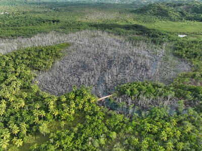 Se está recuperando el manglar afectado en Samaná