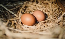 El dominicano promedio consume 320 huevos al a&ntilde;o