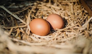 El dominicano promedio consume 320 huevos al a&ntilde;o