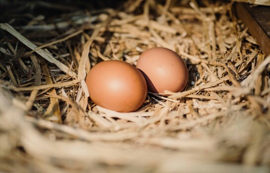 El dominicano promedio consume 320 huevos al a&ntilde;o