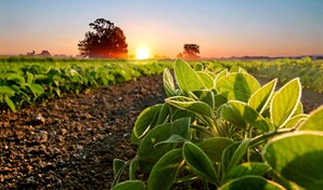 La soya sostenible gana protagonismo en la producci&oacute;n de pollo, cerdo y pescado en Latinoam&eacute;rica
