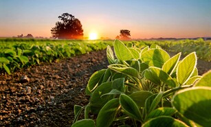 La soya sostenible gana protagonismo en la producci&oacute;n de pollo, cerdo y pescado en Latinoam&eacute;rica