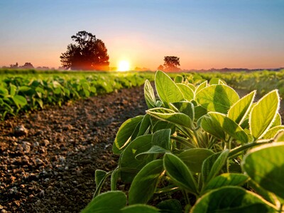 La soya sostenible gana protagonismo en Latinoamérica