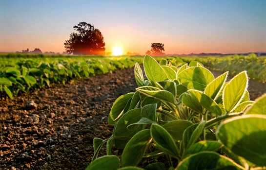 La soya sostenible gana protagonismo en la producci&oacute;n de pollo, cerdo y pescado en Latinoam&eacute;rica