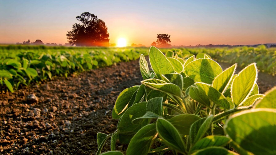 La soya sostenible gana protagonismo en la producción de pollo, cerdo y pescado en Latinoamérica La soya sostenible gana protagonismo en la producción de pollo, cerdo y pescado en Latinoamérica