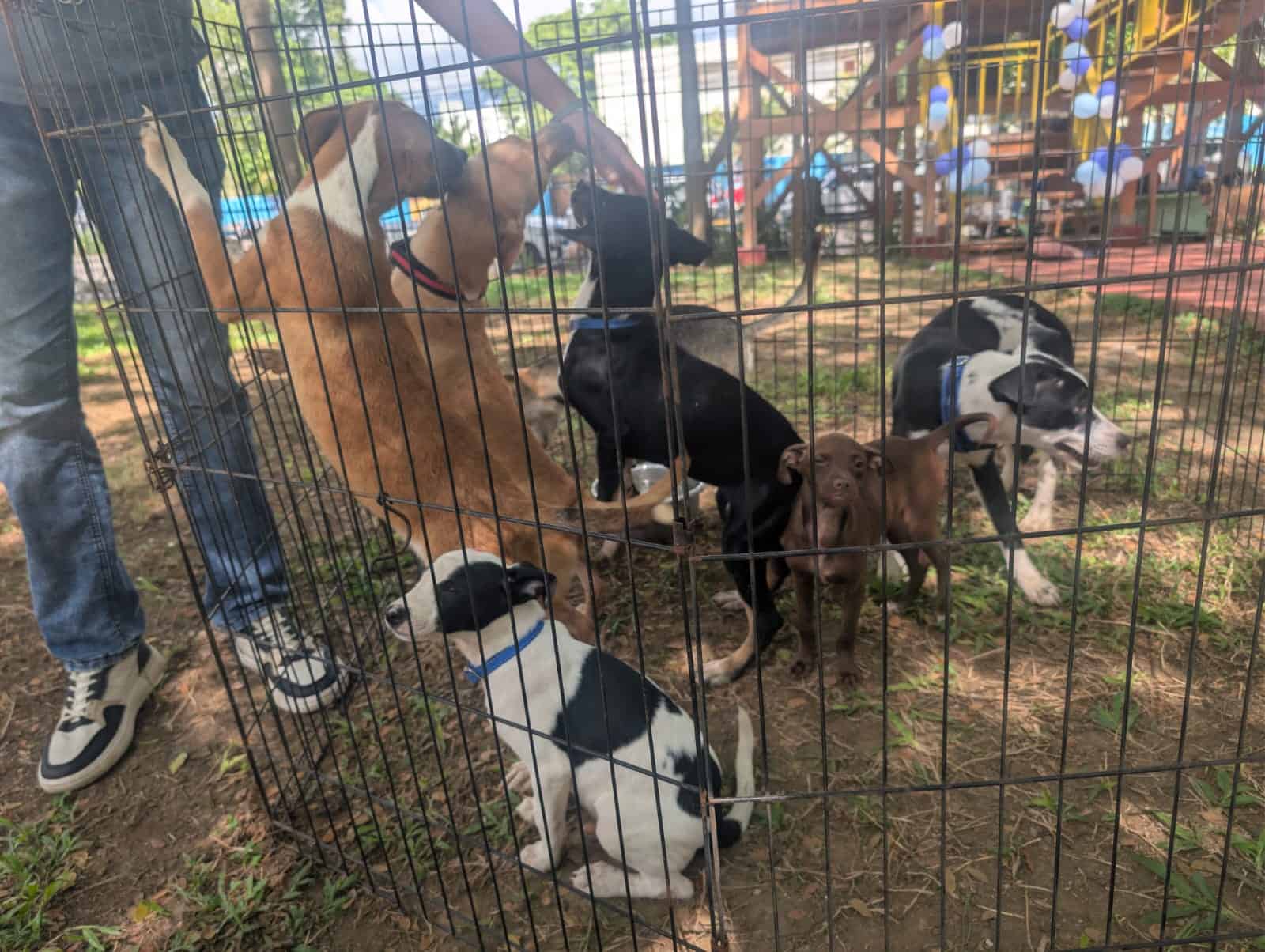 Feria de bienestar animal organizada por el Ayuntamiento de Santiago.