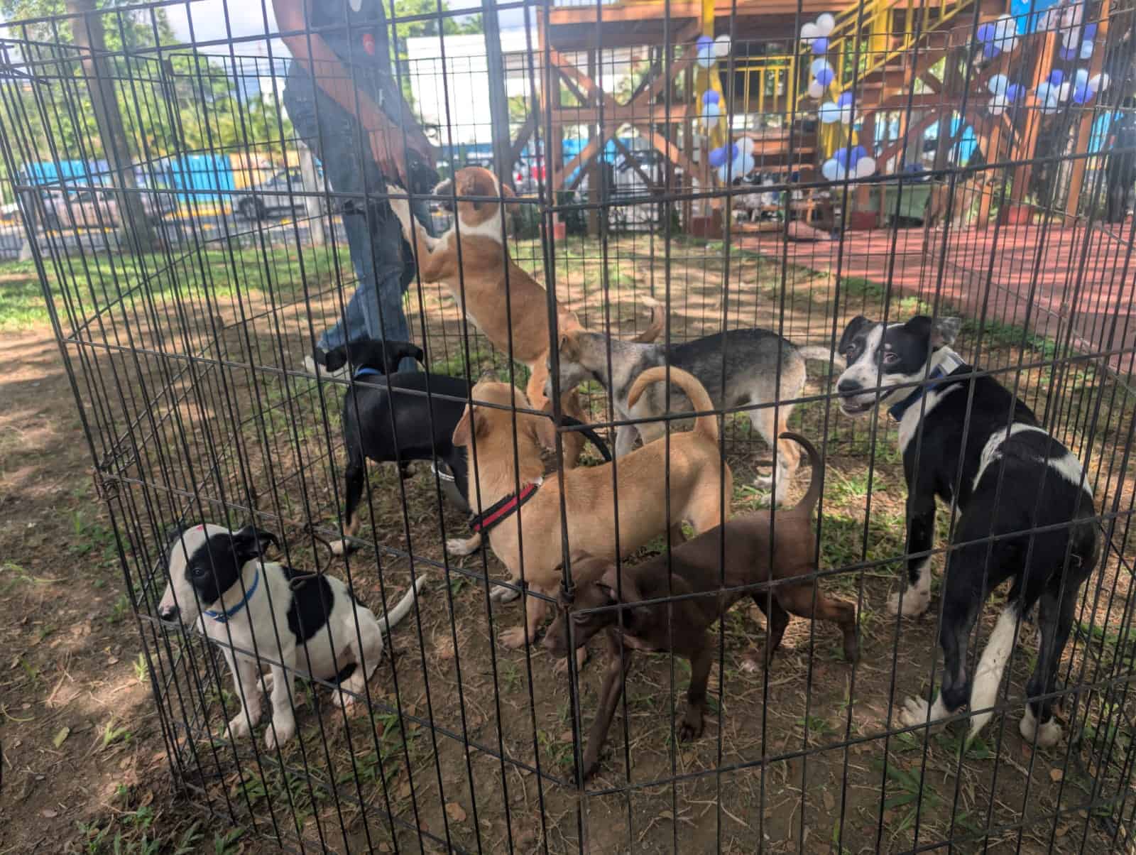 Feria de bienestar animal organizada por el Ayuntamiento de Santiago.