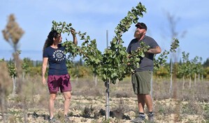 De vi&ntilde;edos a pistacheros: una transici&oacute;n obligada en Francia por el calor y el menor consumo de vino
