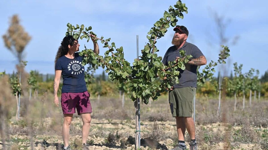 De viñedos a pistacheros: una transición obligada en Francia por el calor y el menor consumo de vino De viñedos a pistacheros: una transición obligada en Francia por el calor y el menor consumo de vino