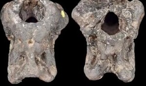 Identifican un nuevo dinosaurio a partir de un f&oacute;sil que estuvo en un caj&oacute;n 100 a&ntilde;os
