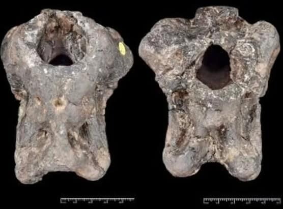 Identifican un nuevo dinosaurio a partir de un f&oacute;sil que estuvo en un caj&oacute;n 100 a&ntilde;os