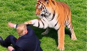 Trump desata cr&iacute;ticas por video con IA que parodia ataque de tigre que mat&oacute; a un joven