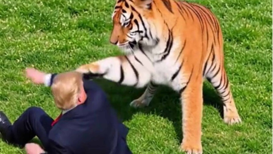 Trump desata cr&iacute;ticas por video con IA que parodia ataque de tigre que mat&oacute; a un joven
