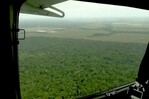 La deforestación se ralentizó a nivel global en 2025, con contribución clave de América Latina La deforestación se ralentizó a nivel global en 2025, con contribución clave de América Latina