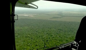 La deforestaci&oacute;n se ralentiz&oacute; a nivel global en 2025, con contribuci&oacute;n clave de Am&eacute;rica Latina