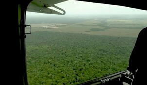 La deforestaci&oacute;n se ralentiz&oacute; a nivel global en 2025, con contribuci&oacute;n clave de Am&eacute;rica Latina