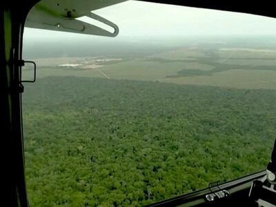 Deforestación global se ralentizó en 2025