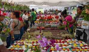 Desde Nagua hasta Nueva York: visitantes viajan para disfrutar del Festival de Plantas y Flores