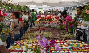 Desde Nagua hasta Nueva York: visitantes viajan para disfrutar del Festival de Plantas y Flores