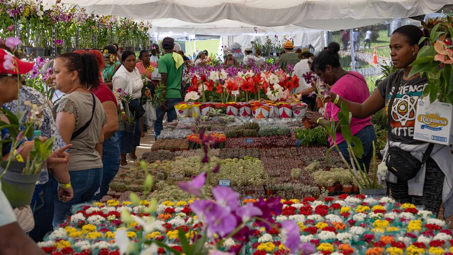 Desde Nagua hasta Nueva York: visitantes viajan para disfrutar del Festival de Plantas y Flores Desde Nagua hasta Nueva York: visitantes viajan para disfrutar del Festival de Plantas y Flores