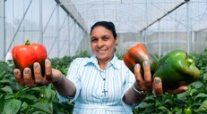 Mujeres rurales en Rep&uacute;blica Dominicana enfrentan m&aacute;s pobreza y menos empleo