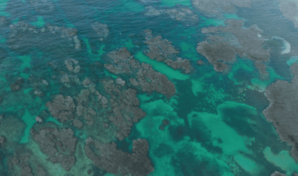 Exministros de Medio Ambiente piden acelerar protecci&oacute;n de la biodiversidad mundial