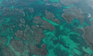 Exministros de Medio Ambiente piden acelerar protecci&oacute;n de la biodiversidad mundial
