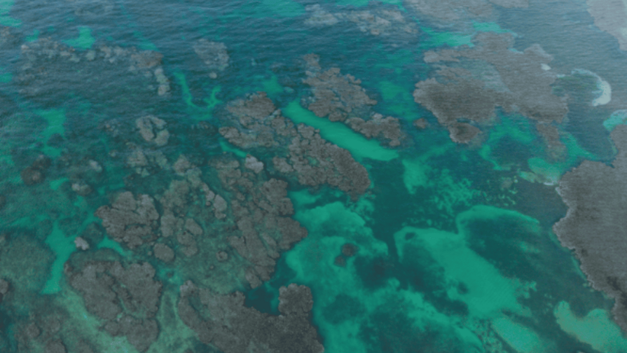 Exministros de Medio Ambiente piden acelerar protección de la biodiversidad mundial Exministros de Medio Ambiente piden acelerar protección de la biodiversidad mundial