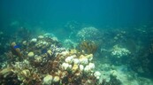 Casi la mitad de las especies de corales del mundo est&aacute; amenazada de extinci&oacute;n; seg&uacute;n estudio