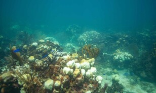 Casi la mitad de las especies de corales del mundo est&aacute; amenazada de extinci&oacute;n; seg&uacute;n estudio