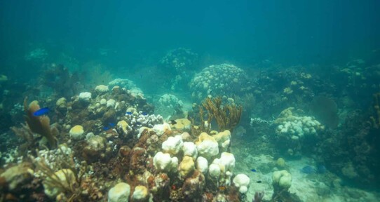 Casi la mitad de las especies de corales del mundo est&aacute; amenazada de extinci&oacute;n; seg&uacute;n estudio