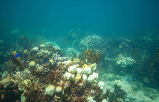 Casi la mitad de las especies de corales del mundo est&aacute; amenazada de extinci&oacute;n; seg&uacute;n estudio
