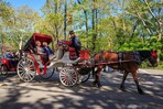 Trump cuestiona el fin de carruajes de caballos en Nueva York por un solo accidente Trump cuestiona el fin de carruajes de caballos en Nueva York por un solo accidente