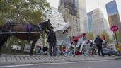 Los carruajes de Central Park: 150 a&ntilde;os de historia que llegan a su fin en Nueva York
