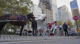 Los carruajes de Central Park: 150 a&ntilde;os de historia que llegan a su fin en Nueva York