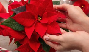 Las plantas que visten de oto&ntilde;o y personalidad cada espacio